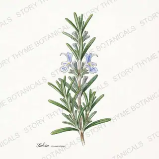 Rosemary — vintage botanical The Plant Library print on a white background