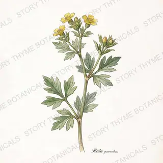 Rue — vintage botanical The Plant Library print on a white background