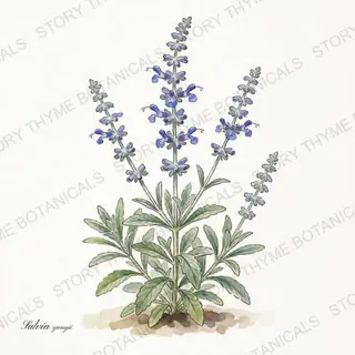Russian Sage — vintage botanical The Plant Library print on a white background
