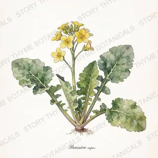 Rutabaga (Swede) — vintage botanical The Plant Library print on a white background