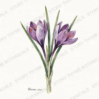 Saffron Crocus — vintage botanical The Plant Library print on a white background