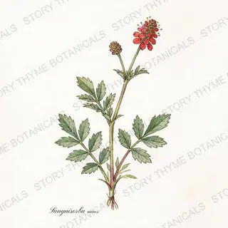 Salad Burnet — vintage botanical The Plant Library print on a white background