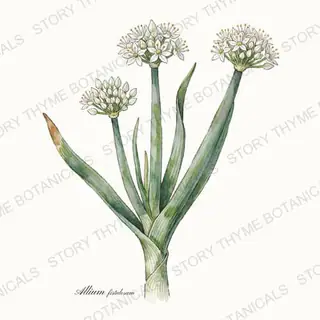 Scallion (Bunching Onion) — vintage botanical The Plant Library print on a white background
