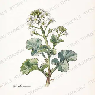 Sea Kale — vintage botanical The Plant Library print on a white background
