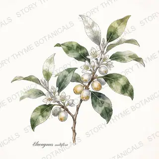 Goumi — vintage botanical The Plant Library print on a white background