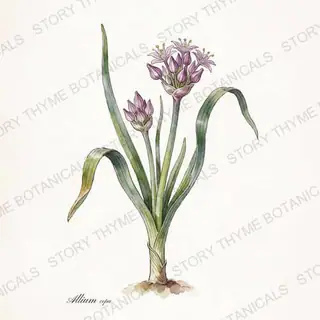 Shallot — vintage botanical The Plant Library print on a white background