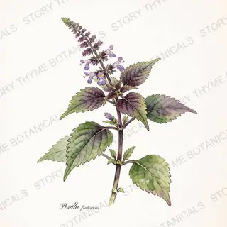 Perilla (Shiso) — vintage botanical The Plant Library print on a white background