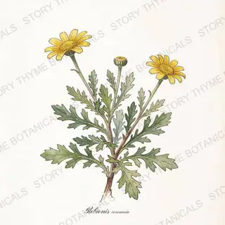 Shungiku (Garland Chrysanthemum) — vintage botanical The Plant Library print on a white background