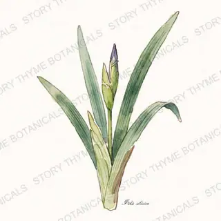Siberian Iris — vintage botanical The Plant Library print on a white background