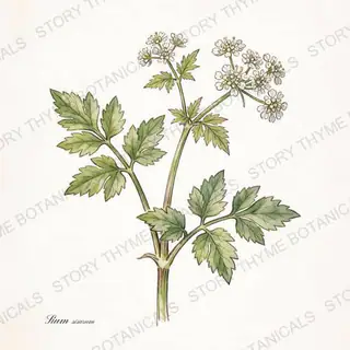 Skirret — vintage botanical The Plant Library print on a white background