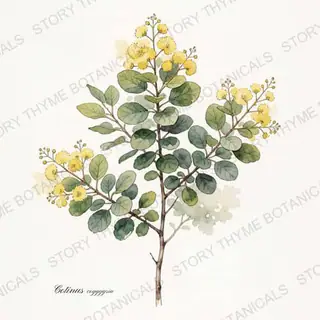 Smokebush — vintage botanical The Plant Library print on a white background