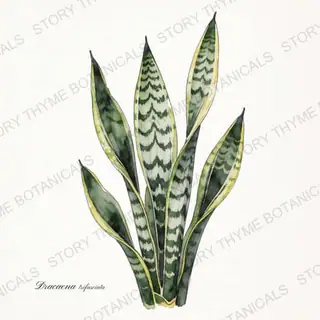 Snake Plant — vintage botanical The Plant Library print on a white background
