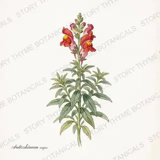Snapdragon — vintage botanical The Plant Library print on a white background