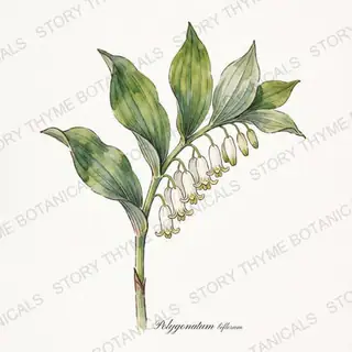 Solomon's Seal — vintage botanical The Plant Library print on a white background