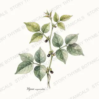 Southern Pea (Cowpea/Black-Eyed Pea) — vintage botanical The Plant Library print on a white background