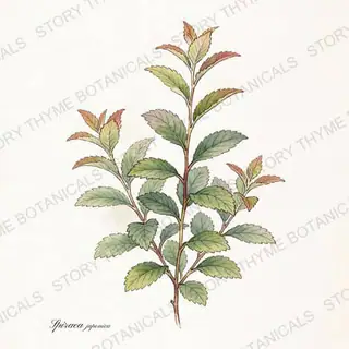 Spirea — vintage botanical The Plant Library print on a white background