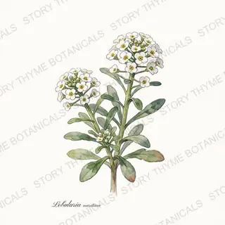 Sweet Alyssum — vintage botanical The Plant Library print on a white background