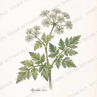 Sweet Cicely — vintage botanical The Plant Library print on a white background