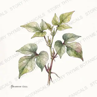 Sweet Potato — vintage botanical The Plant Library print on a white background