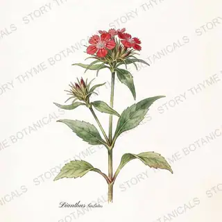 Sweet William — vintage botanical The Plant Library print on a white background