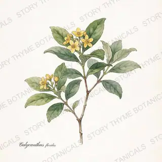 Sweetshrub (Carolina Allspice) — vintage botanical The Plant Library print on a white background