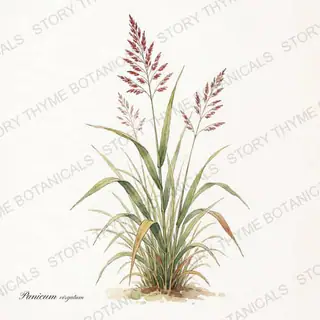 Switchgrass — vintage botanical The Plant Library print on a white background