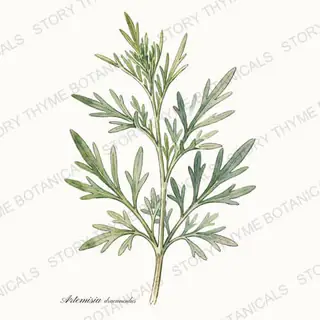 French Tarragon — vintage botanical The Plant Library print on a white background