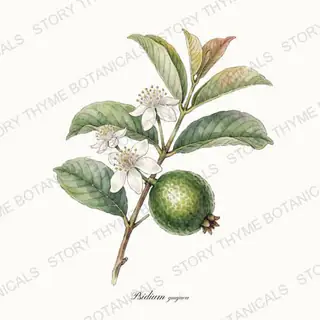Guava — vintage botanical The Plant Library print on a white background