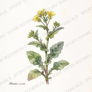 Turkish Rocket — vintage botanical The Plant Library print on a white background