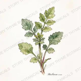 Upland Cress (Land Cress) — vintage botanical The Plant Library print on a white background