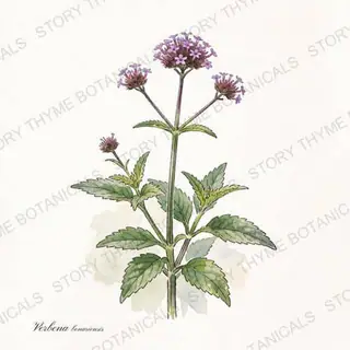 Tall Verbena — vintage botanical The Plant Library print on a white background