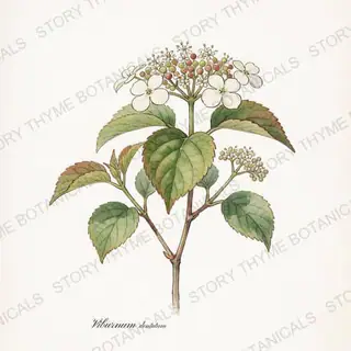 Arrowwood Viburnum — vintage botanical The Plant Library print on a white background