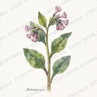 Virginia Bluebells — vintage botanical The Plant Library print on a white background