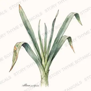 Egyptian Walking Onion — vintage botanical The Plant Library print on a white background