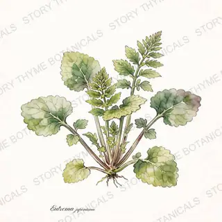 Wasabi — vintage botanical The Plant Library print on a white background