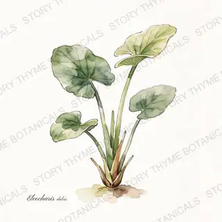 Water Chestnut (Chinese) — vintage botanical The Plant Library print on a white background