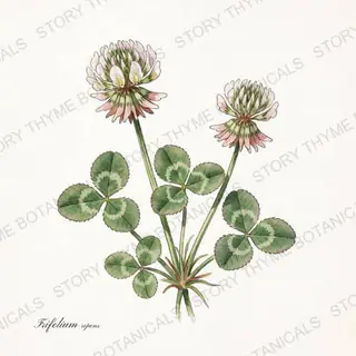 White Clover — vintage botanical The Plant Library print on a white background