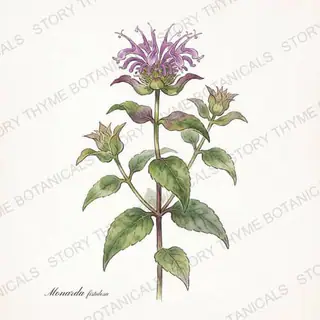 Wild Bergamot — vintage botanical The Plant Library print on a white background