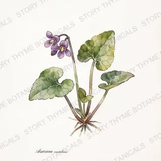 Wild Ginger — vintage botanical The Plant Library print on a white background