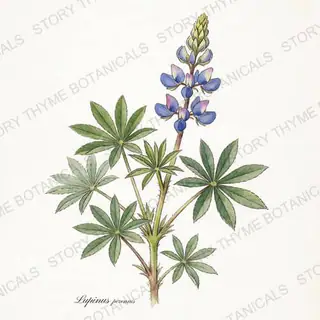 Wild Lupine — vintage botanical The Plant Library print on a white background