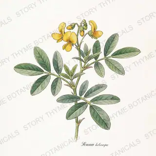 Wild Senna — vintage botanical The Plant Library print on a white background