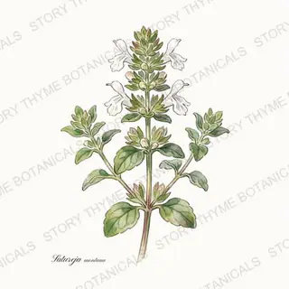 Winter Savory — vintage botanical The Plant Library print on a white background