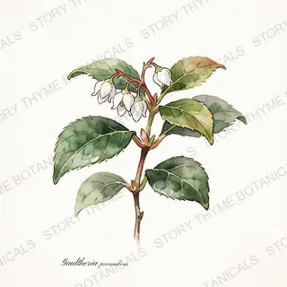 Wintergreen (Teaberry) — vintage botanical The Plant Library print on a white background