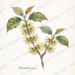 Witch Hazel — vintage botanical The Plant Library print on a white background
