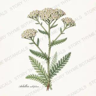 Yarrow — vintage botanical The Plant Library print on a white background
