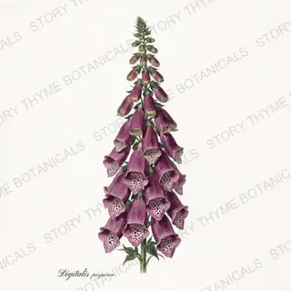 Foxglove — vintage botanical Poisonous Plants print on a white background