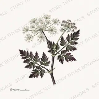 Poison Hemlock — vintage botanical Poisonous Plants print on a white background