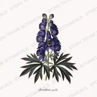 Monkshood — vintage botanical Poisonous Plants print on a white background