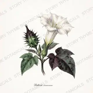 Devils Trumpet — vintage botanical Poisonous Plants print on a white background