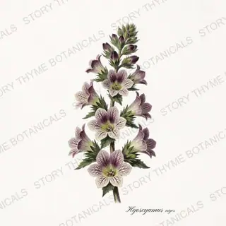 Henbane — vintage botanical Poisonous Plants print on a white background